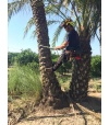 CURSO DE INICIACIÓN A LA TREPA Y PODA DE PALMERAS.