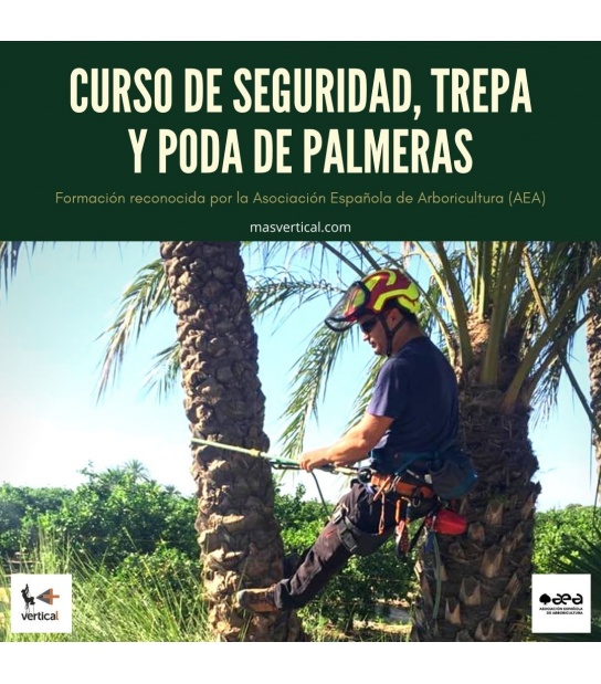 Curso de seguridad trepa y poda en palmera en el centro formativo Mas  Vertical