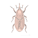 rhynchophorus_ferrugineus_mhnt-tratamiento-plagas